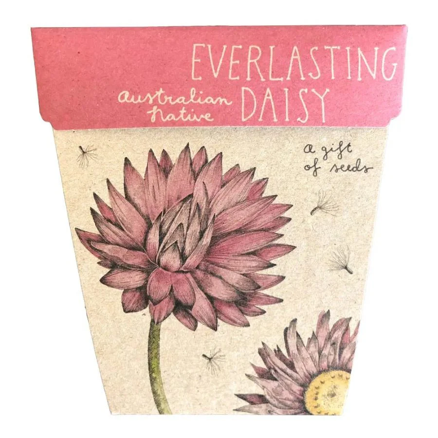 Everlasting Daisy Gift of Seeds Packet by Sow n' Sow