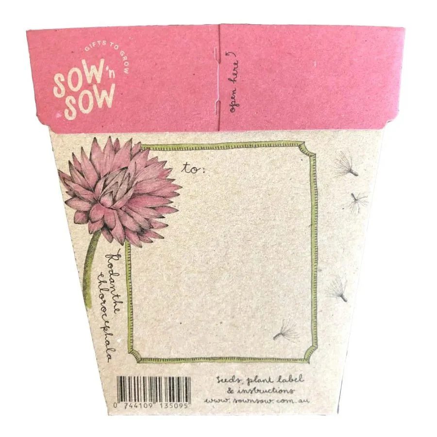 Everlasting Daisy Gift of Seeds Packet by Sow n' Sow - Image 2